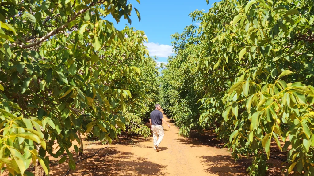 Adrian Hardie inspecting a walnut orchard in the Sunraysia region