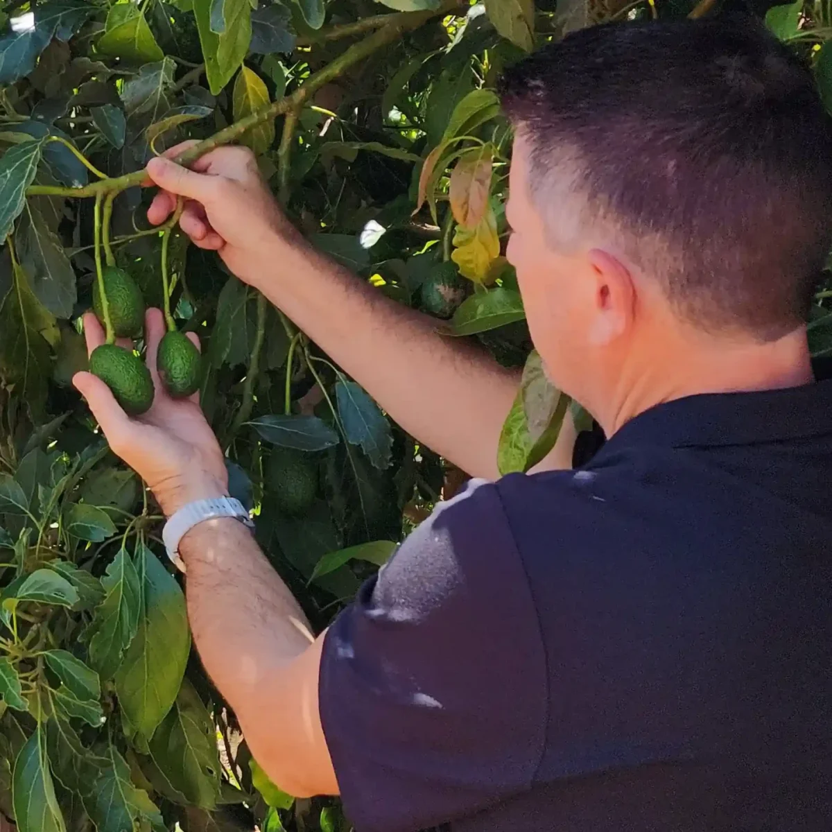 Agri Finance Broker Mildura, Adrian, inspecting his Avocado orchard. Horticulture farmer and finance broker is a powerful combination.