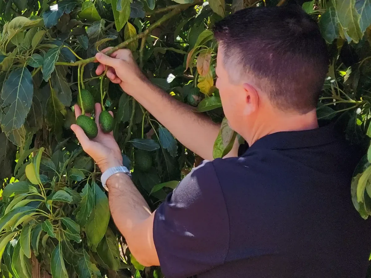 Agri Finance Broker Mildura, Adrian, inspecting his Avocado orchard. Horticulture farmer and finance broker is a powerful combination.